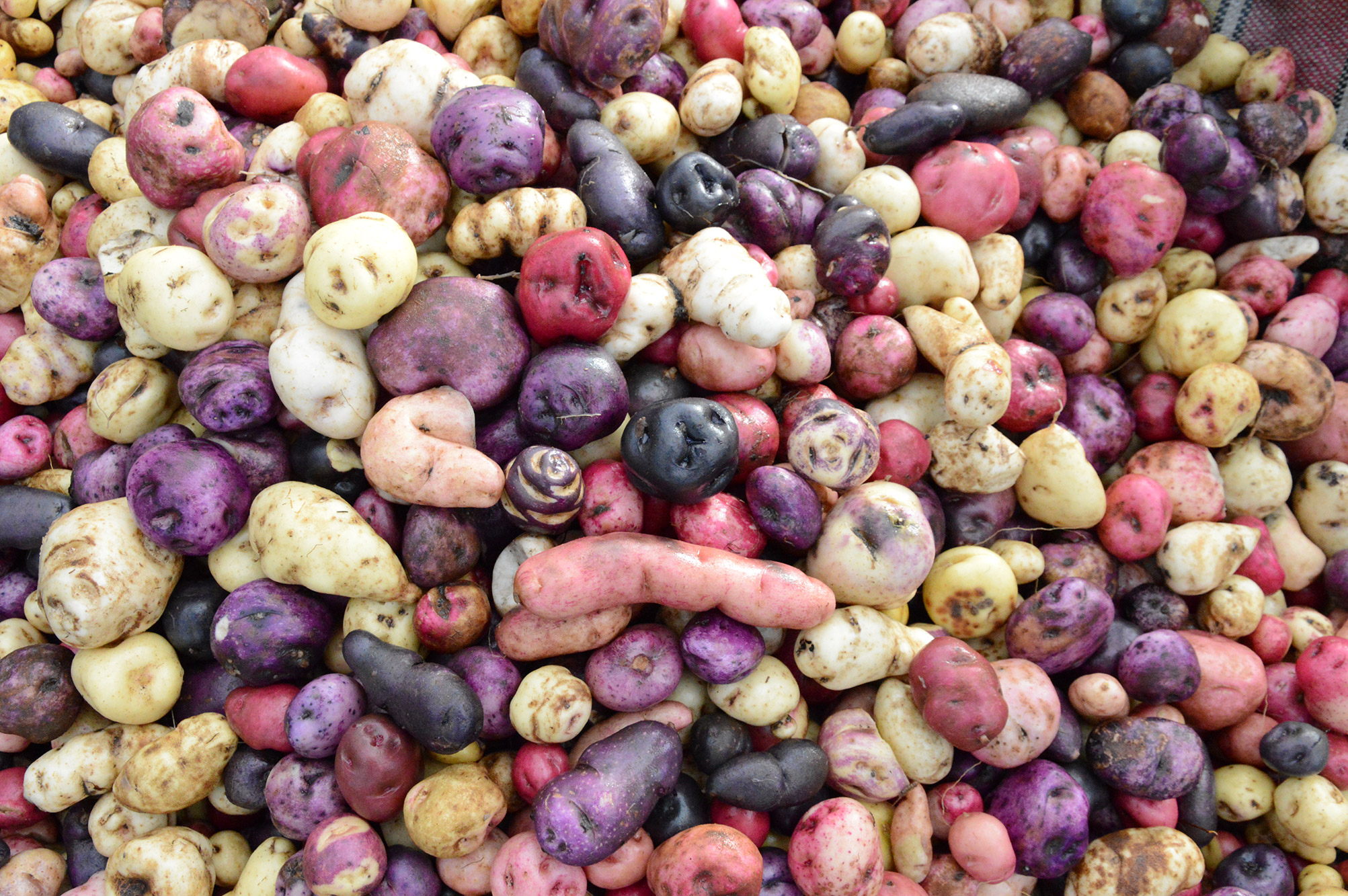 The diversity of Andean potatoes © Hugo Enrique Granados Rojas